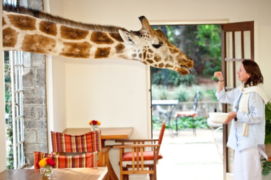 Café da Manhã com girafas no Giraffe Manor Hotel - Laguna