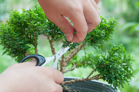 Como podar um bonsai - Laguna