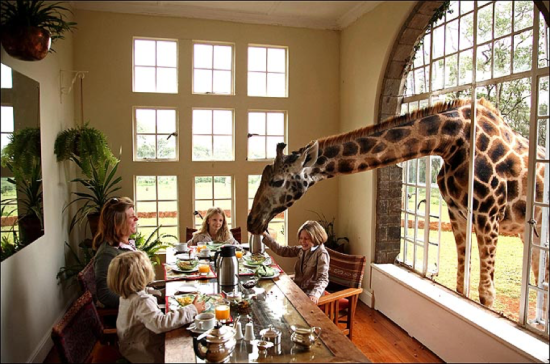 Girafa na janela Giraffe Manor Hotel - Laguna