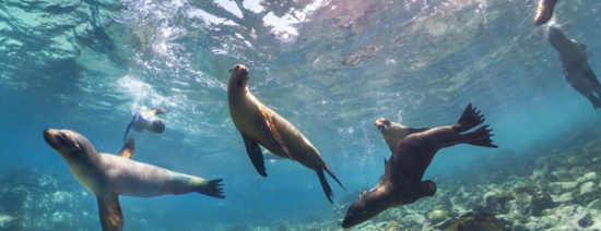 Galápagos Mergulho com animais de grande porte - Laguna