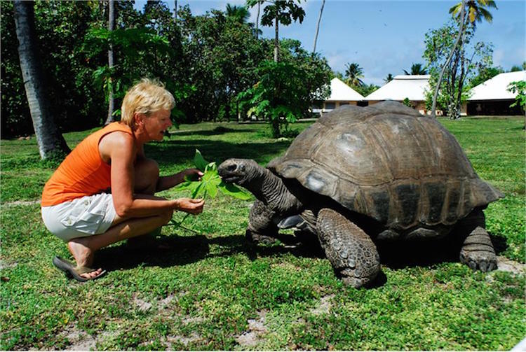Ilhas Seychelles fauna - Construtora Laguna