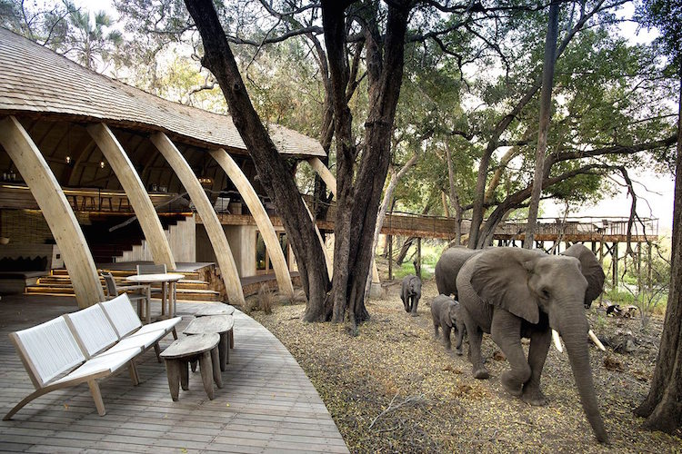 Conheça o luxuoso Sandibe Okavango Safari Lodge, na África do Sul - Construtora Laguna
