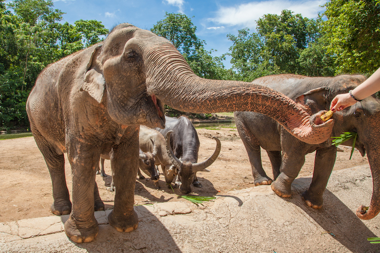 Onde visitar elefantes de forma ética na Tailândia - Construtora Laguna