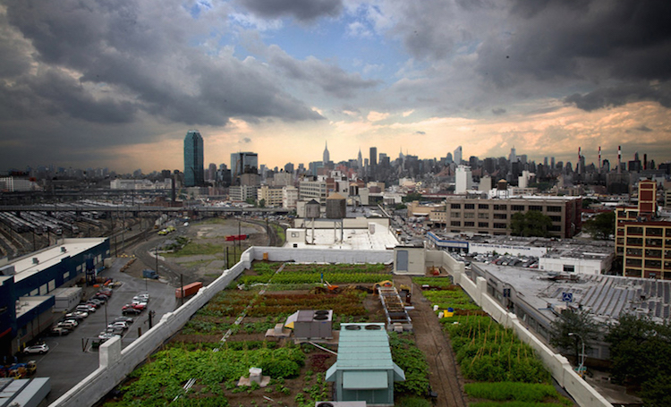 Nova Iorque possui a maior horta urbana do mundo - Construtora Laguna