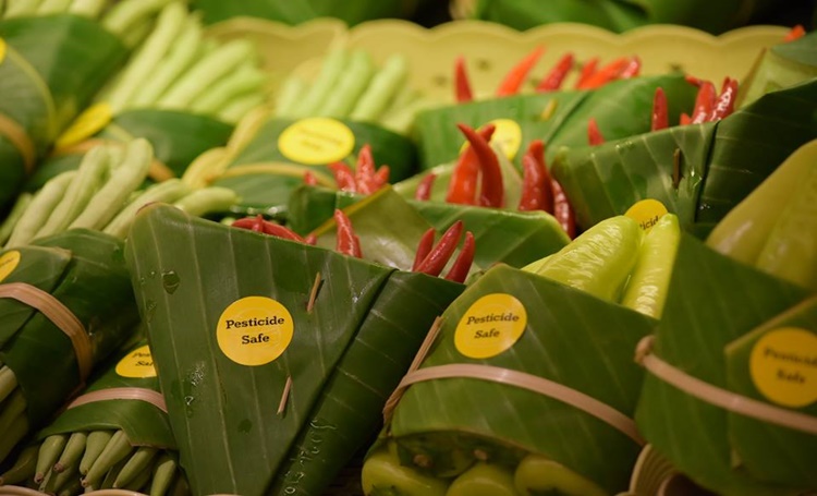 Folhas de bananeira substituem embalagens plásticas na Ásia - Construtora Laguna