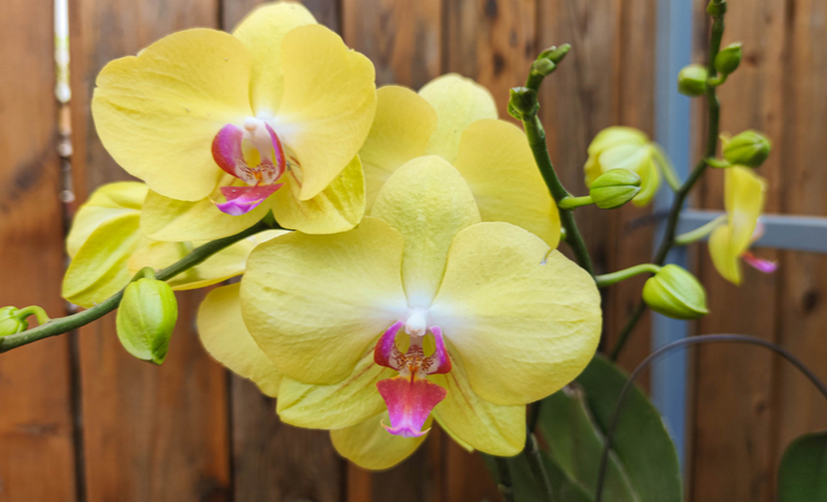 Saiba como cuidar de orquídeas - Construtora Laguna