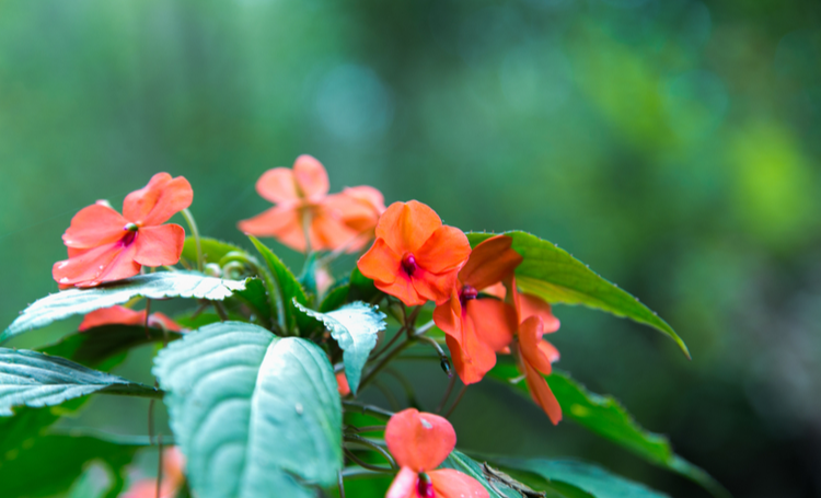Flores de Verão: 30 Espécies Para Colorir Projetos de Paisagismo