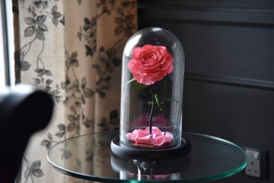 The Forever Rose London: a rosa que pode durar até 3 anos