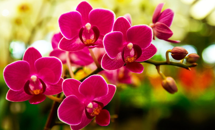 Orquídeas entenda mais e saiba onde encontrar em Curitiba - Construtora Laguna