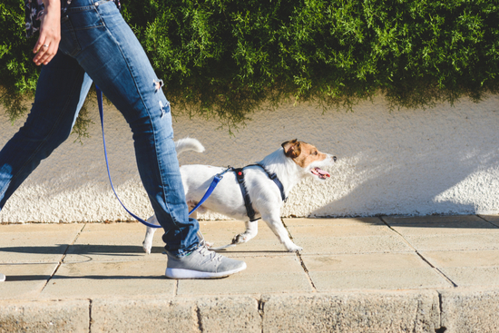 Benefícios de caminhar com seu cão - Construtora Laguna