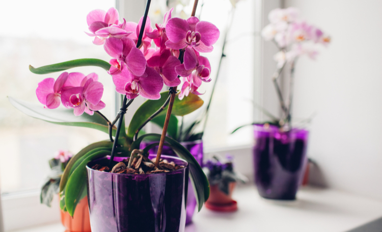 Saiba como cuidar de orquídeas - Construtora Laguna